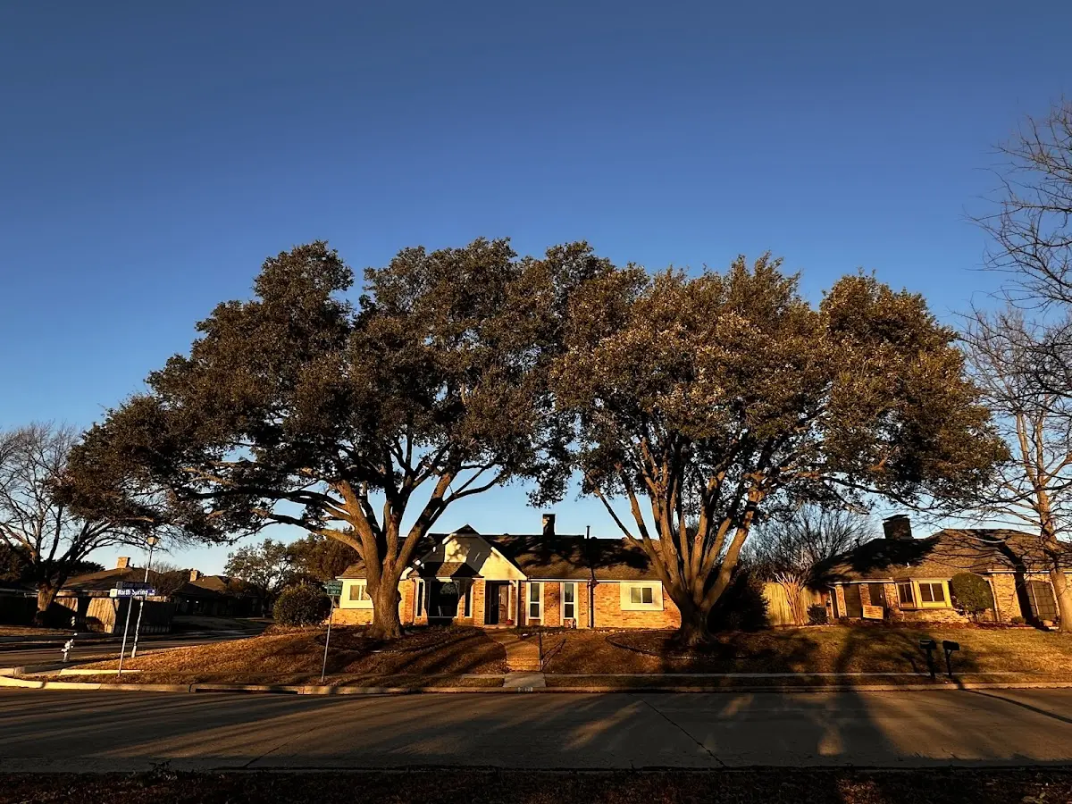 Established residential canopy tree shading a home in Johnson City